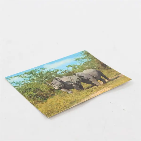 Vintage African Wildlife Rhino Postcard Sapra Studio Nairobi 4087-C