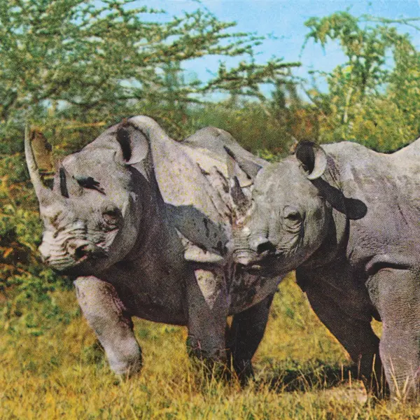 Vintage African Wildlife Rhino Postcard Sapra Studio Nairobi 4087-C