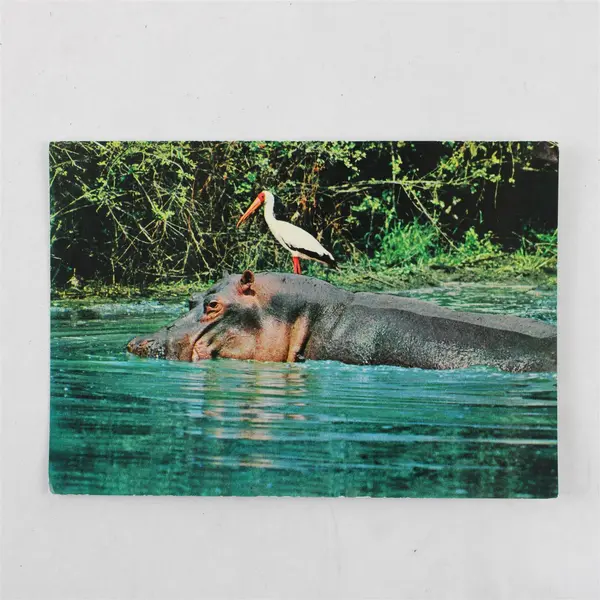 VTG African Wildlife Hippo & Yellow Billed Stork Postcard Sapra Studio Nairobi 