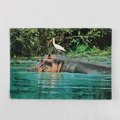 VTG African Wildlife Hippo & Yellow Billed Stork Postcard Sapra Studio Nairobi 