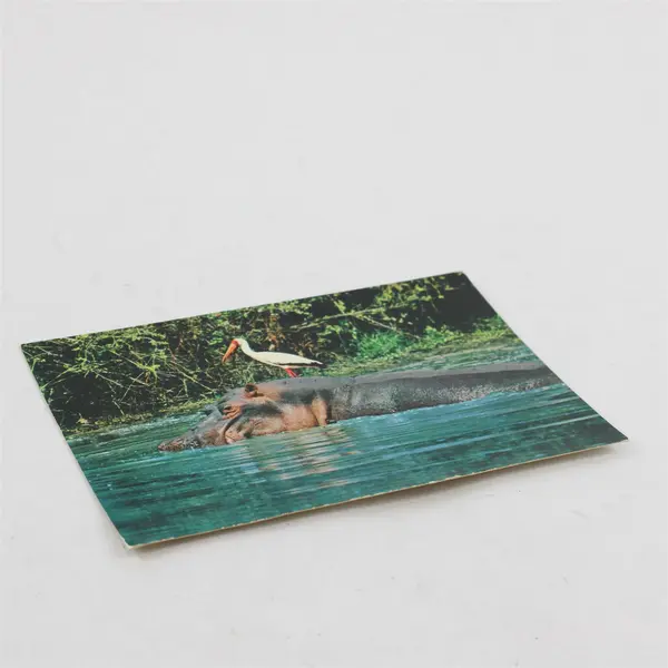 VTG African Wildlife Hippo & Yellow Billed Stork Postcard Sapra Studio Nairobi 