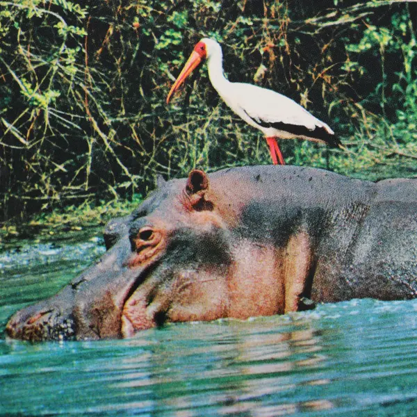VTG African Wildlife Hippo & Yellow Billed Stork Postcard Sapra Studio Nairobi 