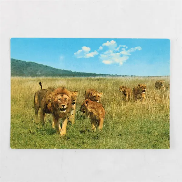 Vintage African Wildlife Lion Pride Postcard Sapra Studio Nairobi