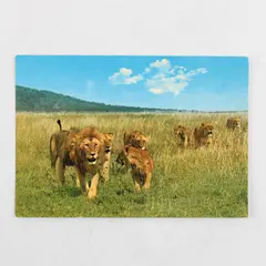 Vintage African Wildlife Lion Pride Postcard Sapra Studio Nairobi