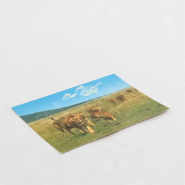 Vintage African Wildlife Lion Pride Postcard Sapra Studio Nairobi
