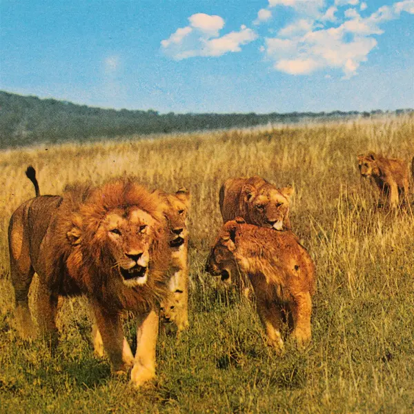 Vintage African Wildlife Lion Pride Postcard Sapra Studio Nairobi