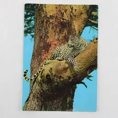 Vintage African Wildlife Leopard Postcard Sapra Studio Nairobi 