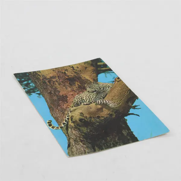 Vintage African Wildlife Leopard Postcard Sapra Studio Nairobi 