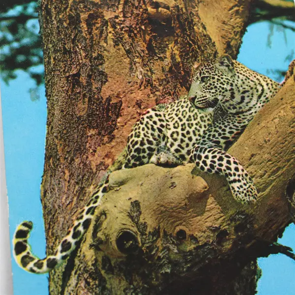 Vintage African Wildlife Leopard Postcard Sapra Studio Nairobi 