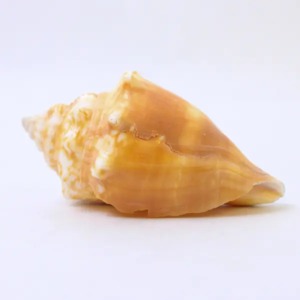Florida Fighting Conch Shell Tan Yellow 3" Natural Sea Shell Collectible