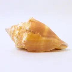 Florida Fighting Conch Shell Tan Yellow 3" Natural Sea Shell Collectible