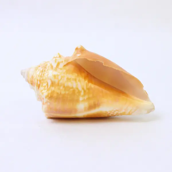 Florida Fighting Conch Shell Tan Yellow 3" Natural Sea Shell Collectible