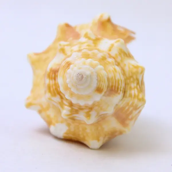 Florida Fighting Conch Shell Tan Yellow 3" Natural Sea Shell Collectible