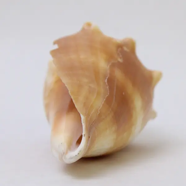 Florida Fighting Conch Shell Tan Yellow 3" Natural Sea Shell Collectible