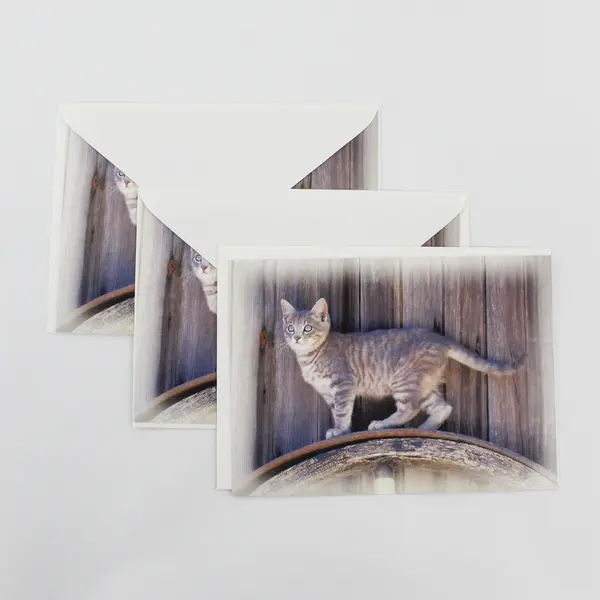 Lot of 3 B&V Cat Photograph Blank Notecards with Envelopes