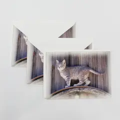 Lot of 3 B&V Cat Photograph Blank Notecards with Envelopes