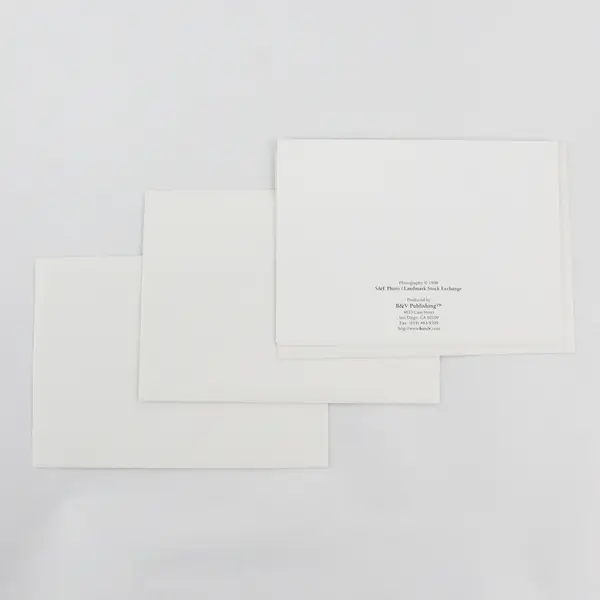 Lot of 3 B&V Cat Photograph Blank Notecards with Envelopes