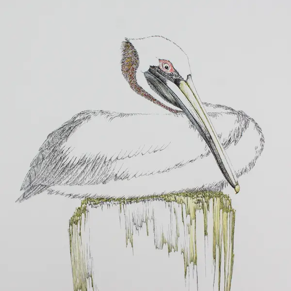 Peter Parnall Pelican Art Print Signed Numbered 598/1500