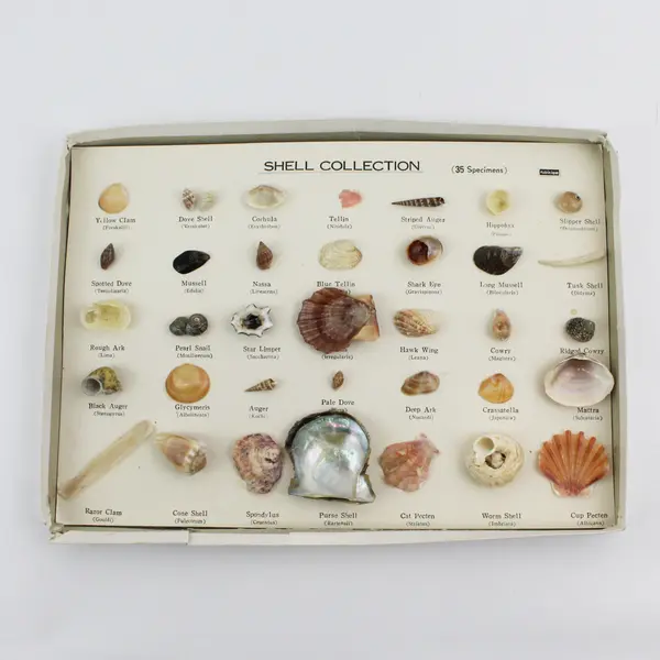 Vintage 1960'S 35 PC Boxed Seashell Collection Mounted  & Labeled Japan