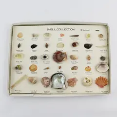 Vintage 1960'S 35 PC Boxed Seashell Collection Mounted  & Labeled Japan