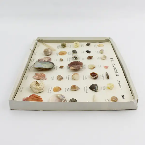 Vintage 1960'S 35 PC Boxed Seashell Collection Mounted  & Labeled Japan
