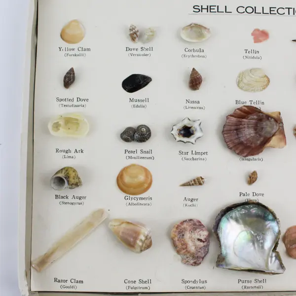 Vintage 1960'S 35 PC Boxed Seashell Collection Mounted  & Labeled Japan