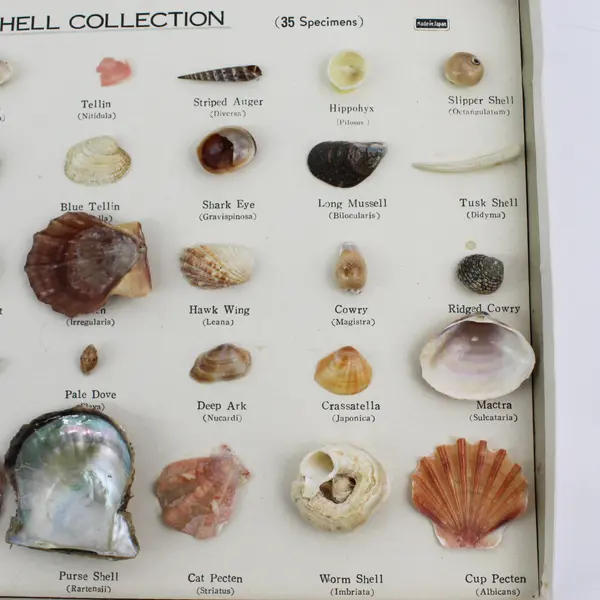Vintage 1960'S 35 PC Boxed Seashell Collection Mounted  & Labeled Japan