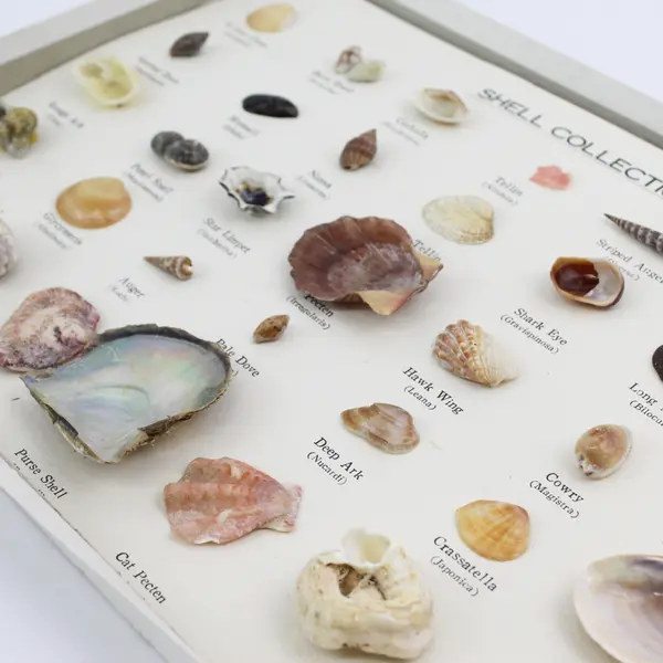 Vintage 1960'S 35 PC Boxed Seashell Collection Mounted  & Labeled Japan