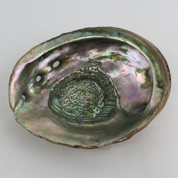 Vintage Abalone Shell 7.75" x 6"