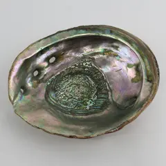 Vintage Abalone Shell 7.75" x 6"