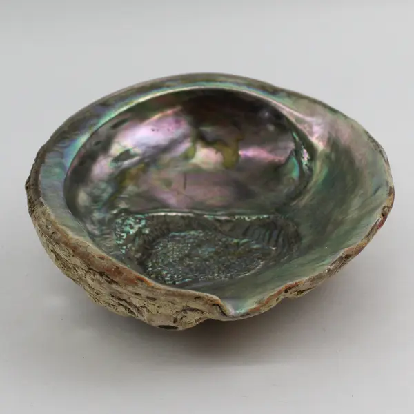 Vintage Abalone Shell 7.75" x 6"