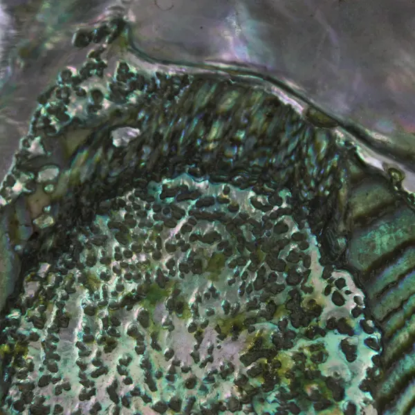 Vintage Abalone Shell 7.75" x 6"