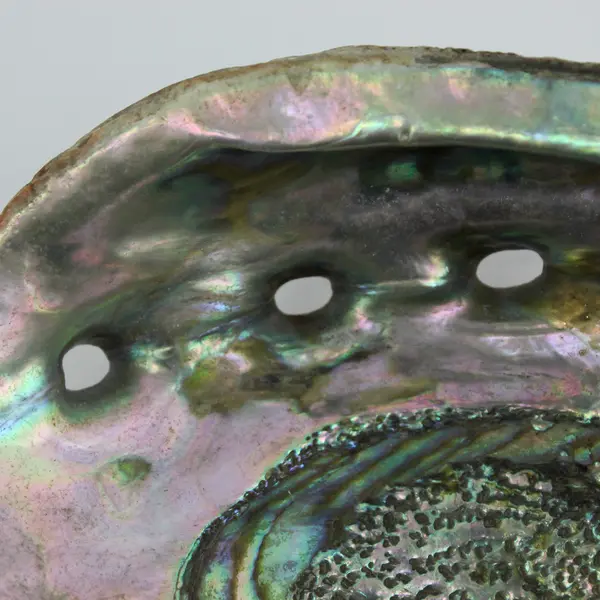 Vintage Abalone Shell 7.75" x 6"