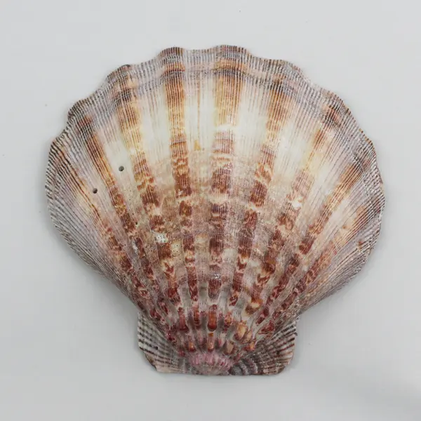 Decorative Lions Paw Scallop Shell Floral Pattern Coastal Collectible