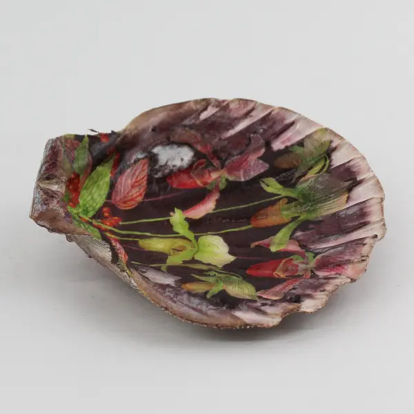 Decorative Lions Paw Scallop Shell Floral Pattern Coastal Collectible