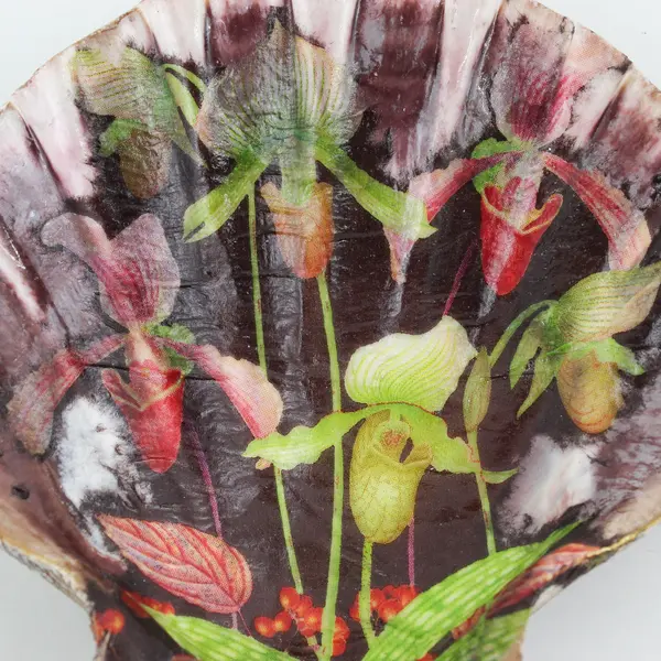 Decorative Lions Paw Scallop Shell Floral Pattern Coastal Collectible