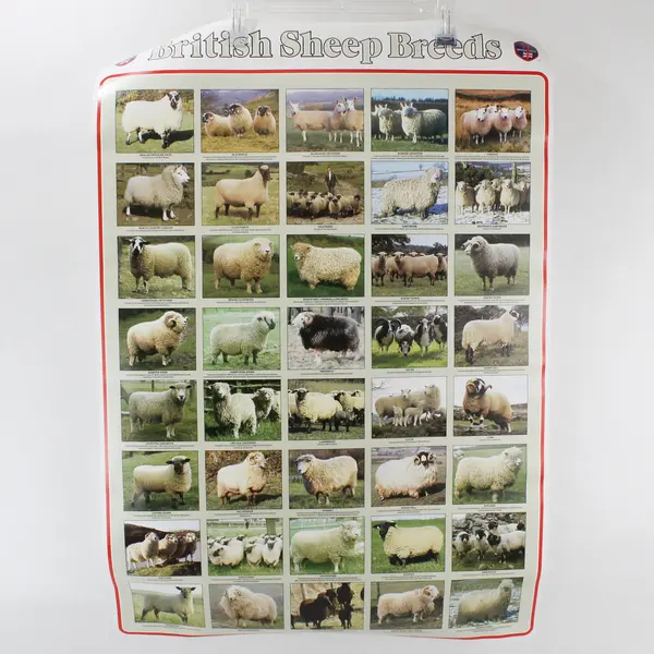 Vintage Poster Print: British Sheep Breeds, by the British Wool Marketing Board 