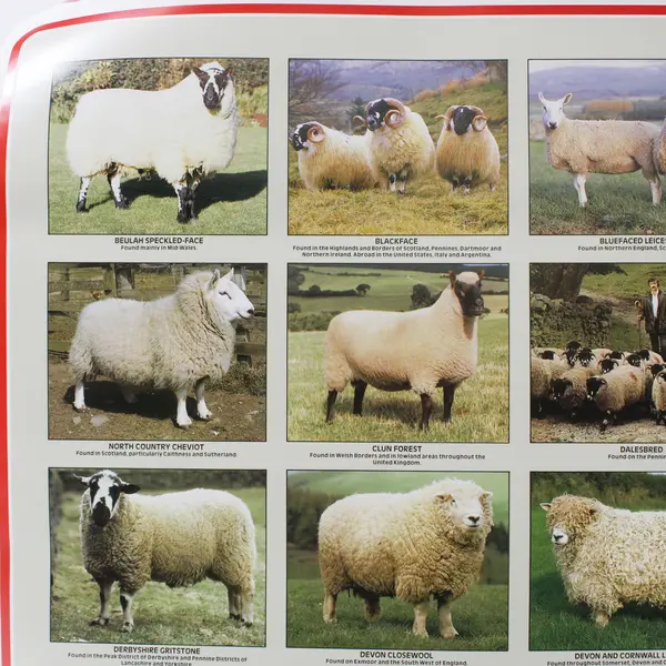 Vintage Poster Print: British Sheep Breeds, by the British Wool Marketing Board 