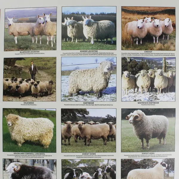 Vintage Poster Print: British Sheep Breeds, by the British Wool Marketing Board 