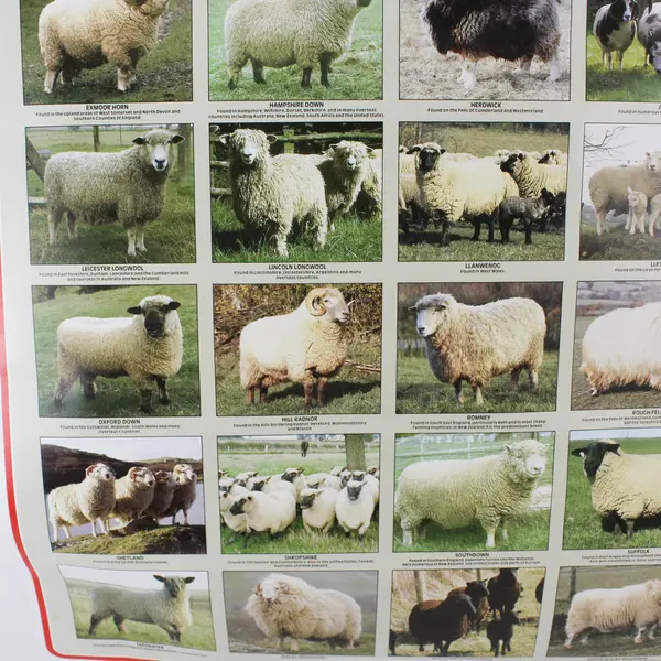 Vintage Poster Print: British Sheep Breeds, by the British Wool Marketing Board 
