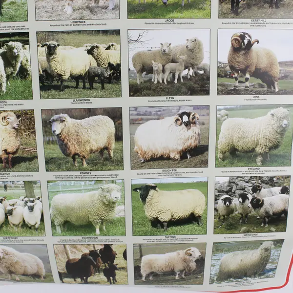 Vintage Poster Print: British Sheep Breeds, by the British Wool Marketing Board 
