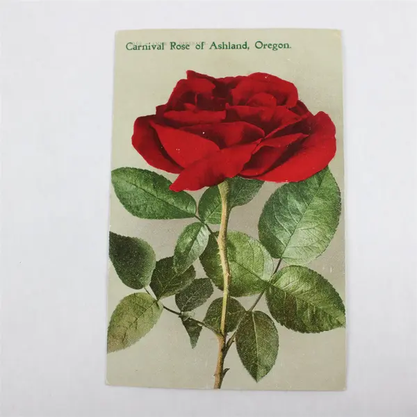 Vintage 1910 Carnival Rose Of Ashland Oregon Litho Postcard