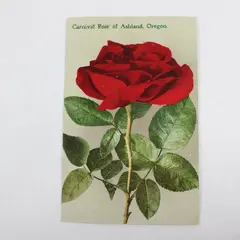 Vintage 1910 Carnival Rose Of Ashland Oregon Litho Postcard