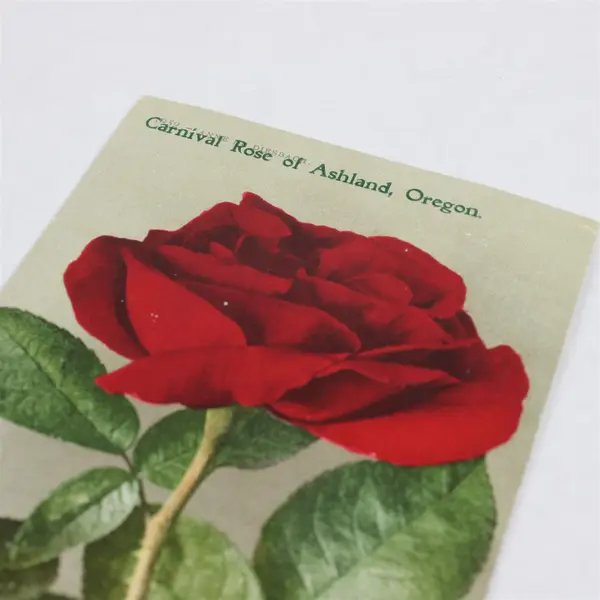 Vintage 1910 Carnival Rose Of Ashland Oregon Litho Postcard