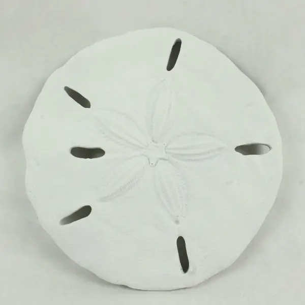 Coastal Sand Dollar Wall Hanging Indoor Or Outdoor Use Beach House Decor 10''