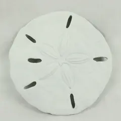 Coastal Sand Dollar Wall Hanging Indoor Or Outdoor Use Beach House Decor 10''