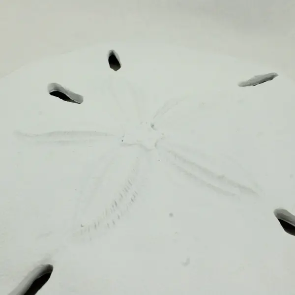 Coastal Sand Dollar Wall Hanging Indoor Or Outdoor Use Beach House Decor 10''
