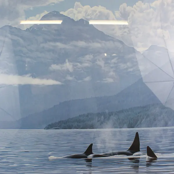Ron Parker Inside Passage Framed Print 36.75 x 31.5 Orca Whales Mountain Scene
