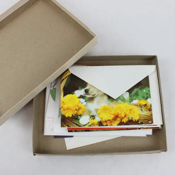 Assorted Get Well Cards with Envelopes Perky Pets Box