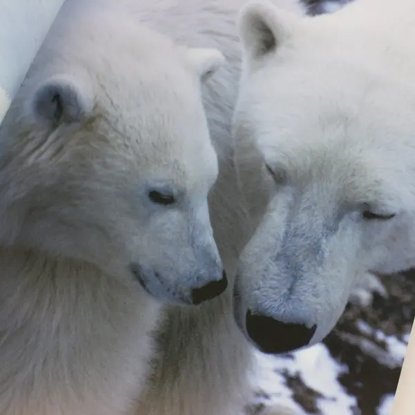 Polar Bears By Mark Newman - Paperback 